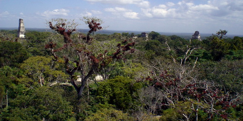 Tikal Jungle