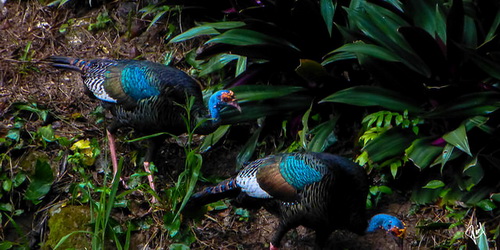Wild Turkeys in Tikal Jungle